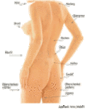 Alle Regionen die man Absaugen kann, Liposuction, Fett Absaugung Alle Regionen die man Absaugen kann, Liposuction, Fett Absaugung